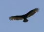 Day03 - 08 * Lesser Yellow-headed Vulture